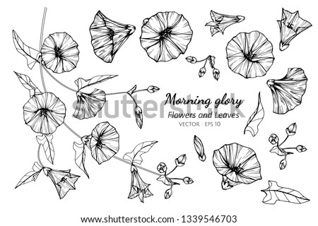 Morning Glory Flower Drawing At Getdrawings Free Download Morning Glory Flower Drawing At Getdrawings Free Download