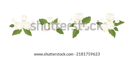 Hand drawn collection of jasmine flower illustration. 