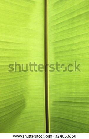 banana leaf, banana leaf texture, banana leaf backgrounds