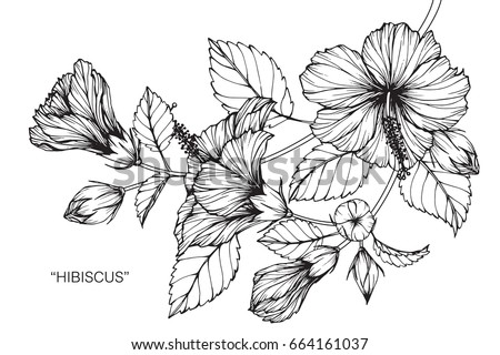 Hibiscus flowers drawing and sketch with line-art on white backgrounds.