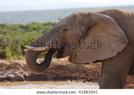 Elephant head drinking