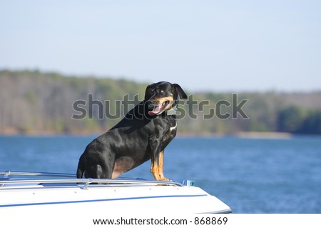 An older Dog on a boat for a ride