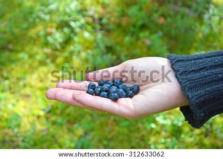 Nature gift- blueberry at the woman hand