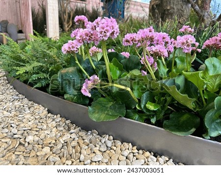 Similar – Foto Bild Nahaufnahme von bergenia crassifolia blühend im Frühling Garten