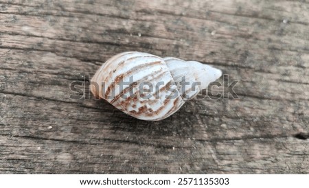 Similar – Image, Stock Photo security Snail shell
