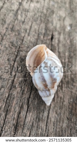 Similar – Image, Stock Photo security Snail shell