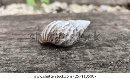 Image, Stock Photo security Snail shell