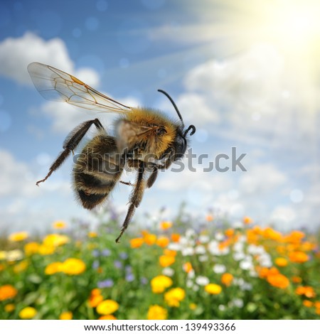 Bee flying over colorful flower field at summer day