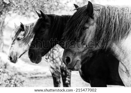 Three horses standing in a row. Black and white concept