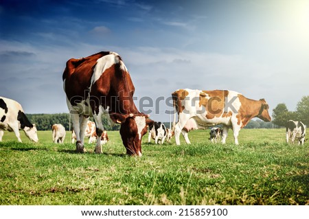 Similar – Image, Stock Photo Land of milk and honey | But only with surveillance