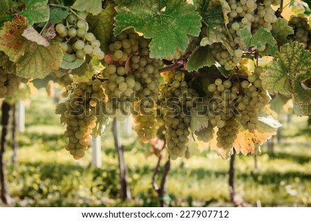 Fresh organic grape on vine branch