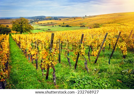 Landscape with autumn vineyards of wine route. France, Alsace
