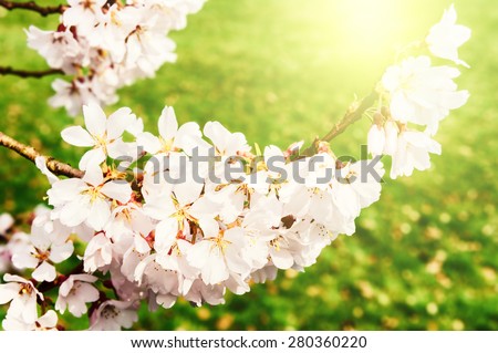 Cherry tree blossom in spring garden