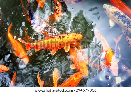 Pond with swimming koi fishes in Japanese garden