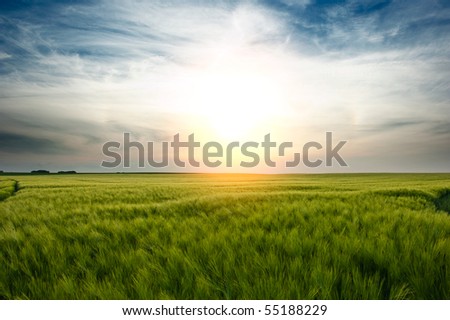 A sunset over a wheat field