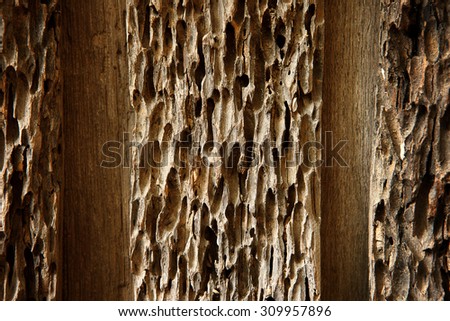 Old damaged wood as a symbol of aging decay or termite insect damage as a tree rotting with holes and tunnels weathered by natural elements in a close up.