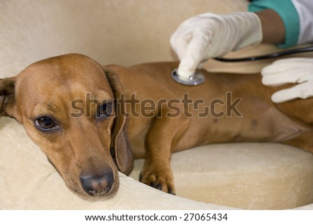 Veterinary inspect the dog