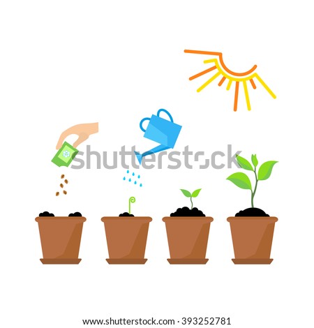 Line sprout and plant growing. Linear nature leaf, grow tree, garden and flower, organic gardening, eco flora. Timeline infographic of planting tree process, business concept flat design.