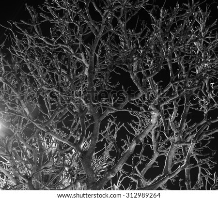 Black and white creepy tree