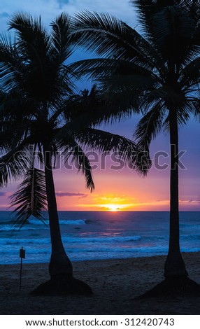 Twin coconut tree with colorful of the morning light, Twilight and shadow, Phuket Thailand