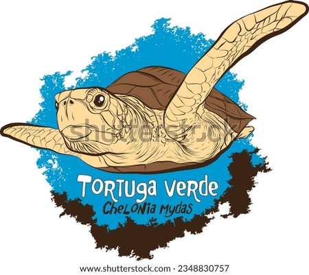 green sea turtle (Chelonia mydas)
