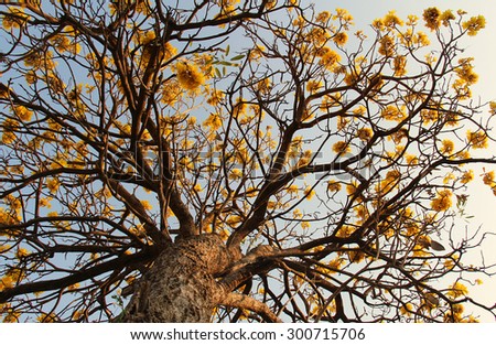 The tree of yellow flowers are called Ta Ber Boo Ya