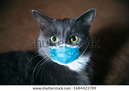 Cat in a medical mask. Protective antiviral mask on the cats face, Protective face mask for animals.  COVID-19, Coronovirus, hantavirus concept. Medical mask from coronavirus,  hantavirus.