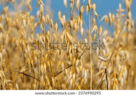 Similar – Image, Stock Photo Straw, golden against blue background