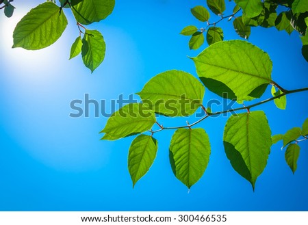 Beautiful green leaves of the trees on a sunny day