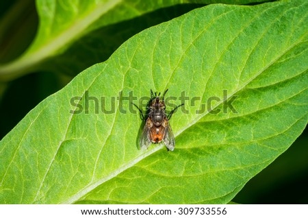 fly sits on a green leaf very close