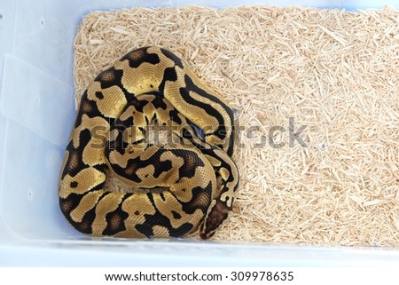 Ball Python in Snake house Pet snake Exotic pets reptile Ball Python enchi pastel morphs
