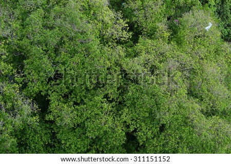 top view banyan,Ficus,banyan tree