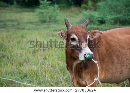 Asian bull cows in green pastures