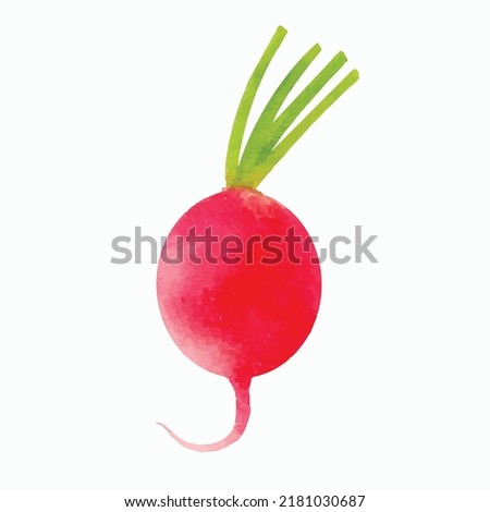 Pink radish with green tail isolated on white background.  Vector illustration. Fresh and healthy vegetable eco product. Farm food for vegetarians. Watercolor cartoon clipart.