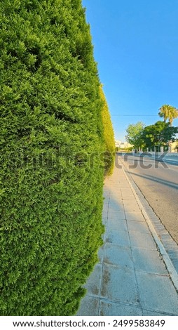 Similar – Image, Stock Photo Green hedge with blue sky and trees on the background, closeup of a hedge home garden in the summer nature