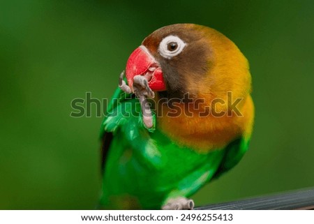 Similar – Image, Stock Photo Beautiful lovebird on a branch