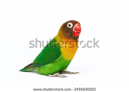 Similar – Image, Stock Photo Beautiful lovebird on a branch