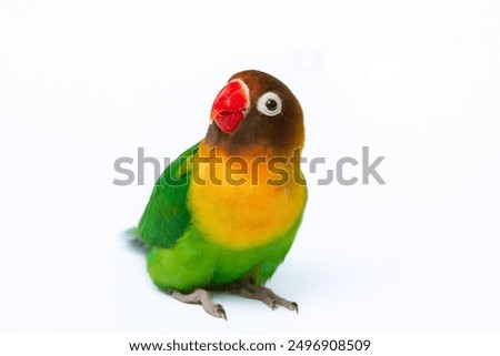 Similar – Image, Stock Photo Beautiful lovebird on a branch