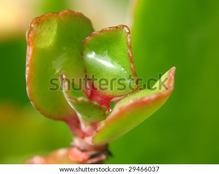 Herbal plant, scientific name: Kalanchoe pinnaia, in English, \