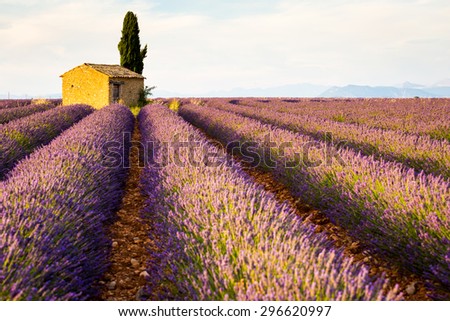 Provence, Valensole Plateau, purple lavander fields at sunset, lonely country house.