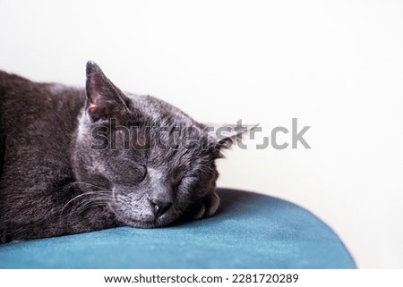 Similar – Image, Stock Photo velvet paws Cat Legs Pelt