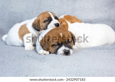 Similar – Foto Bild Terrier sleeping contentedly on a high stack of cozy pillows