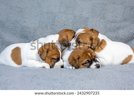 Similar – Foto Bild Terrier sleeping contentedly on a high stack of cozy pillows