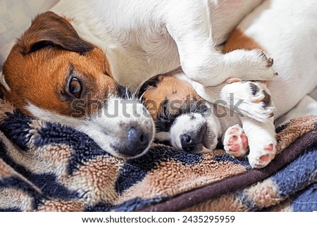 Similar – Foto Bild Terrier sleeping contentedly on a high stack of cozy pillows