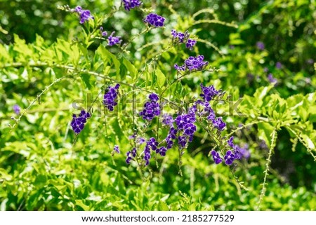 Duranta Erecta purple flowering shrub Verbenaceae Verbena lovely lavender flowers pollinator attractor flower garden Photo stock © 