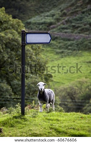 Sheep and sign by England countryside