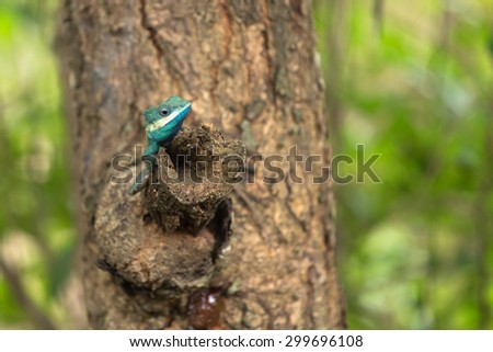 Lizard Island On The Tree