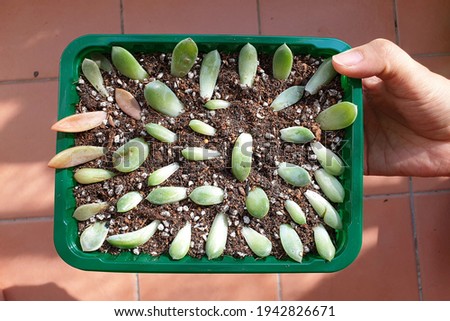 Similar – Image, Stock Photo Succulent leaf with roots and shoots.