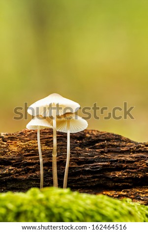 Beautiful forest mushrooms in a forest litter