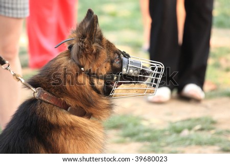 The police-dog defends safely hes proprietress